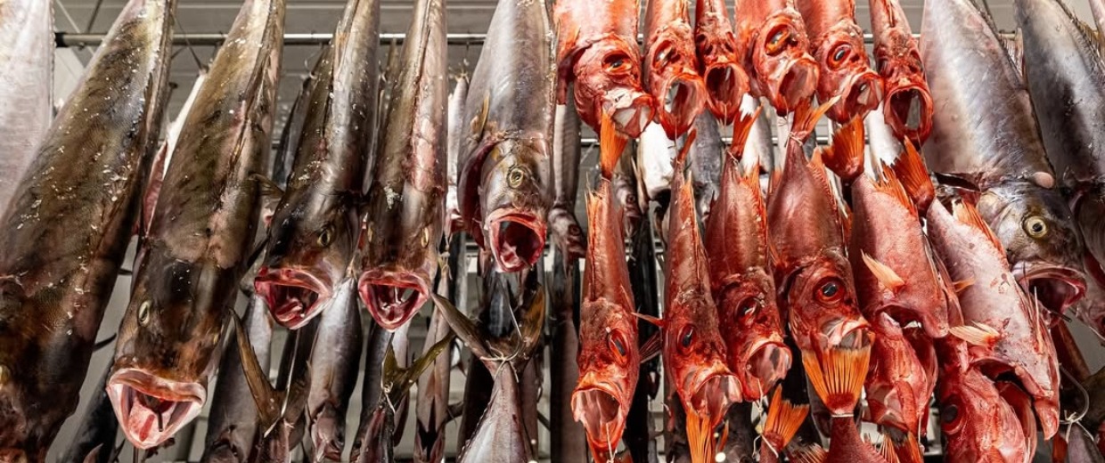 Iguarias Cariocas: conheça os peixes do litoral do Rio que são servidos nas casas especializadas