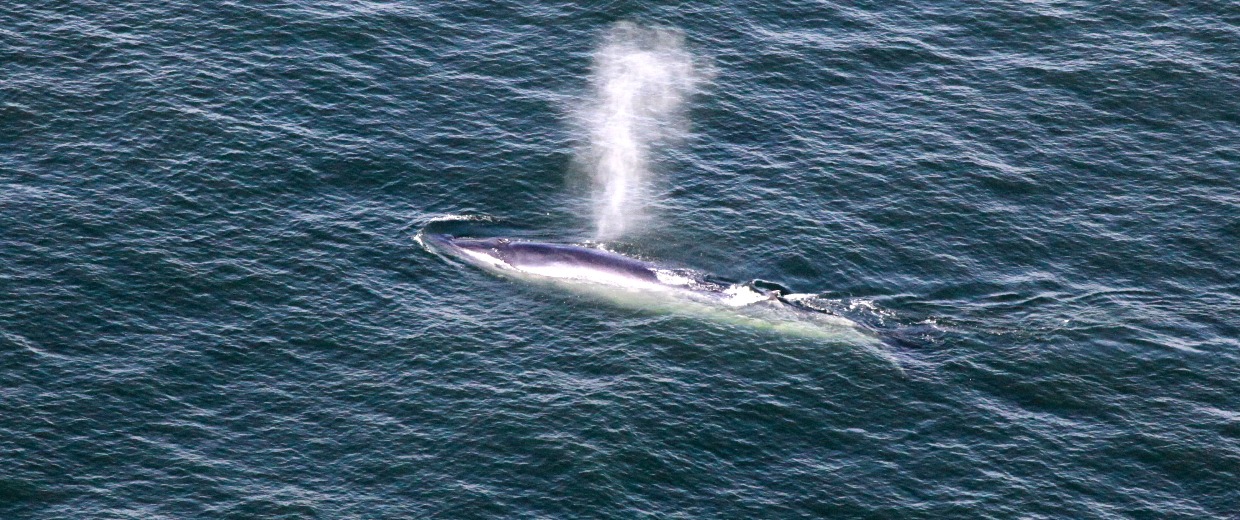 baleias jubarte no rio de janeiro