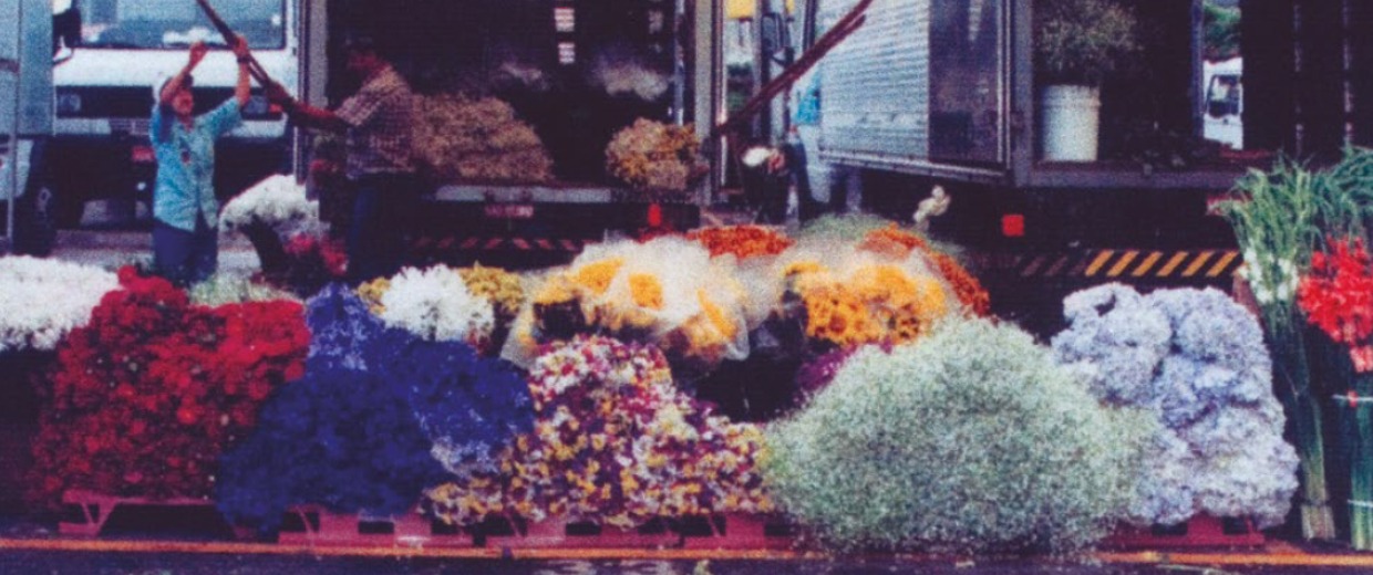 O mercado de flores do CADEG: uma visita encantadora