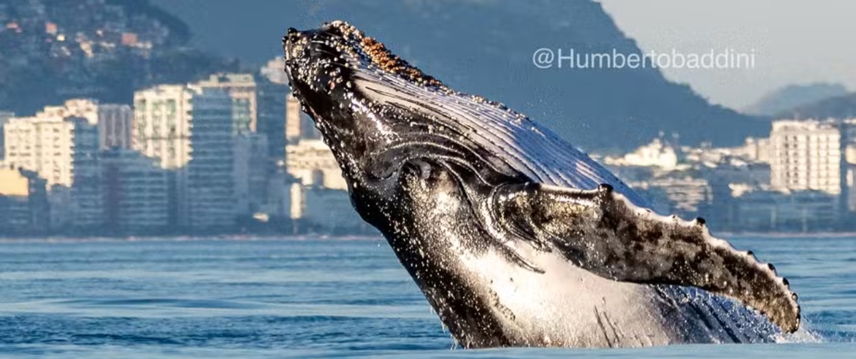 observação de baleias-jubarte no rio de janeiro